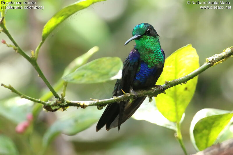 Crowned Woodnymph male adult breeding, identification