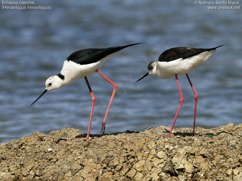 Black-winged Stiltadult breeding, habitat, Reproduction-nesting