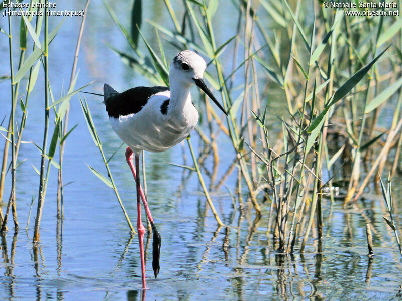 Black-winged Stiltadult, identification, walking, Behaviour