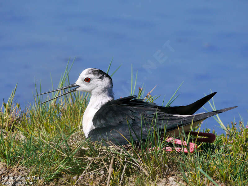 Black-winged Stilt female adult breeding, Reproduction-nesting, Behaviour