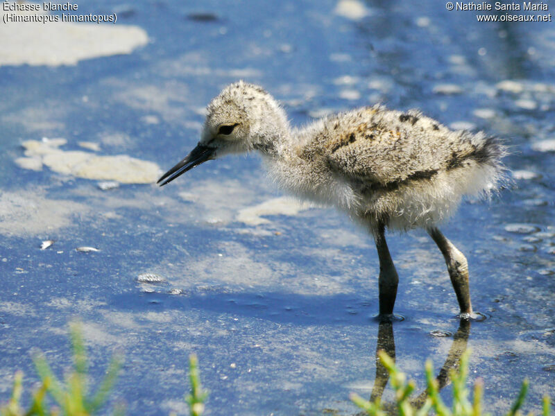 Black-winged StiltPoussin, identification, habitat, walking, Behaviour