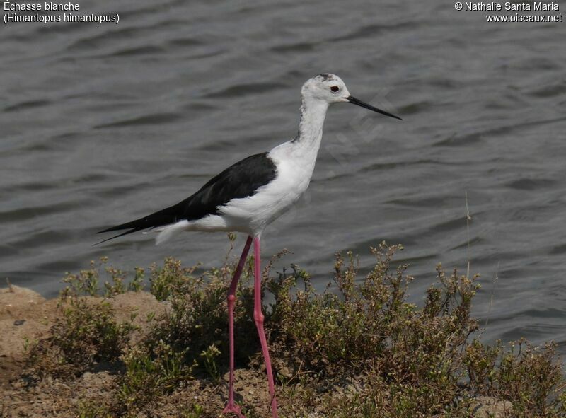 Black-winged Stilt female adult breeding, identification, habitat, walking, Behaviour