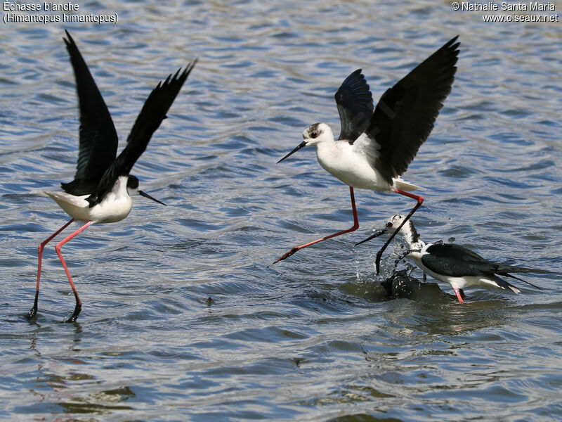 Black-winged Stiltadult breeding, habitat, Reproduction-nesting, Behaviour