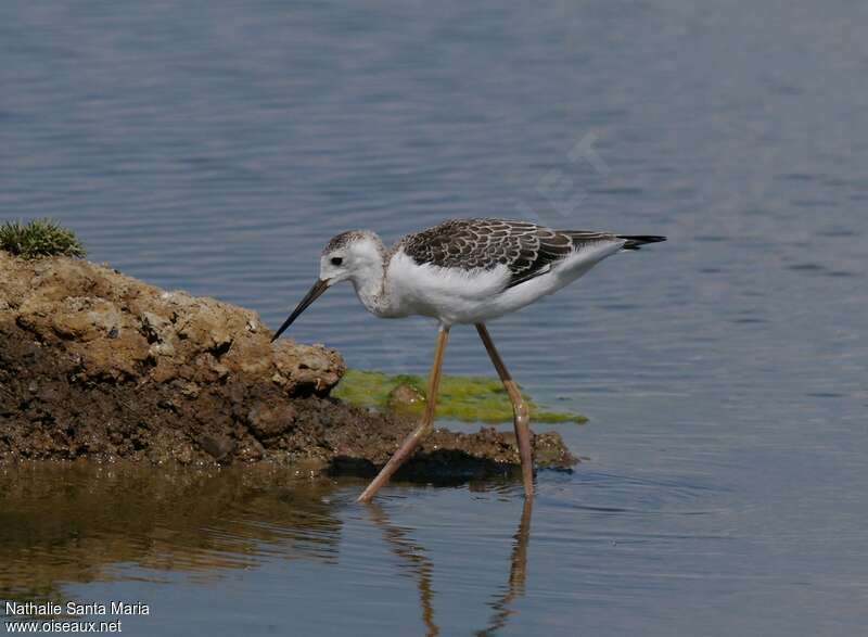 Black-winged Stiltjuvenile, identification, walking