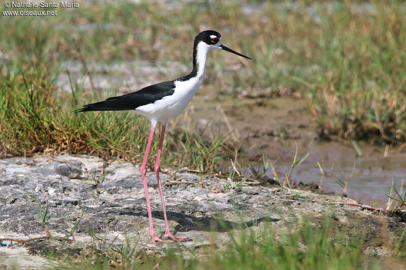 Black-necked Stiltadult, identification