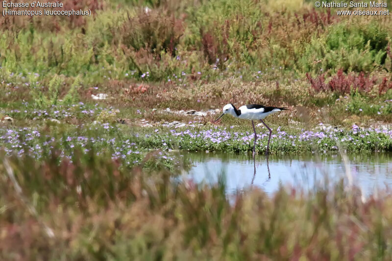 Pied Stiltadult, habitat