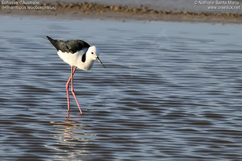 Échasse d'Australieadulte, identification, marche