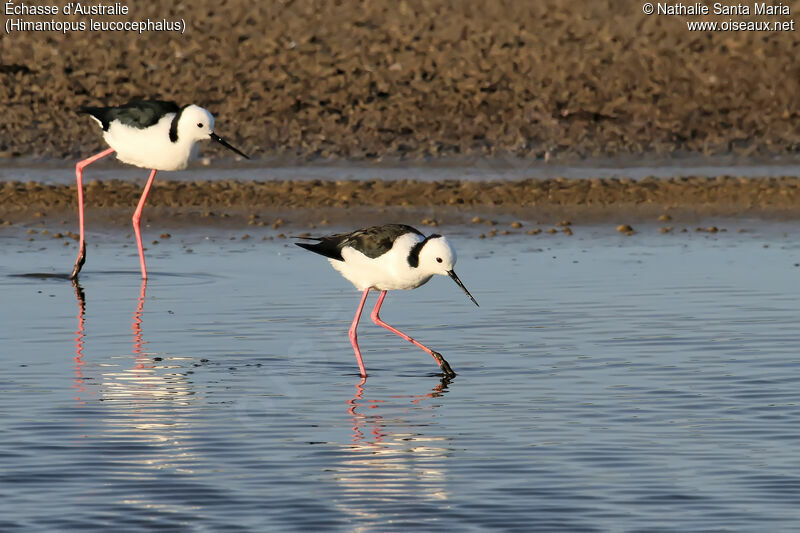 Pied Stiltadult, identification, walking