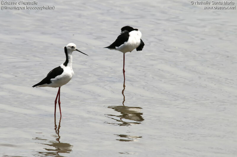 Pied Stiltadult, identification