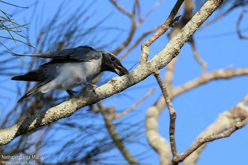 Black-faced Cuckooshrikeadult, feeding habits, fishing/hunting, Behaviour