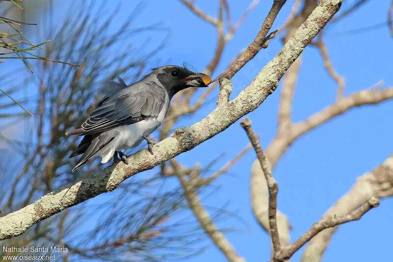 Black-faced Cuckooshrikeadult, feeding habits