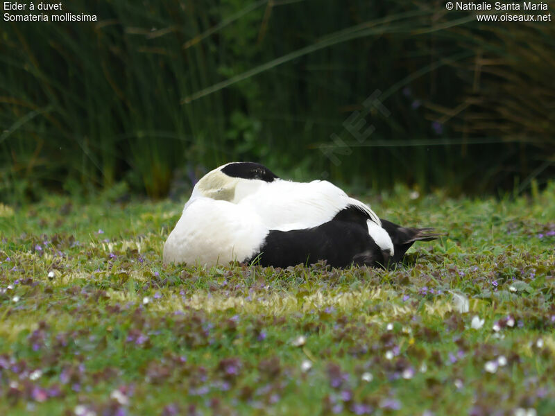 Eider à duvet mâle adulte nuptial