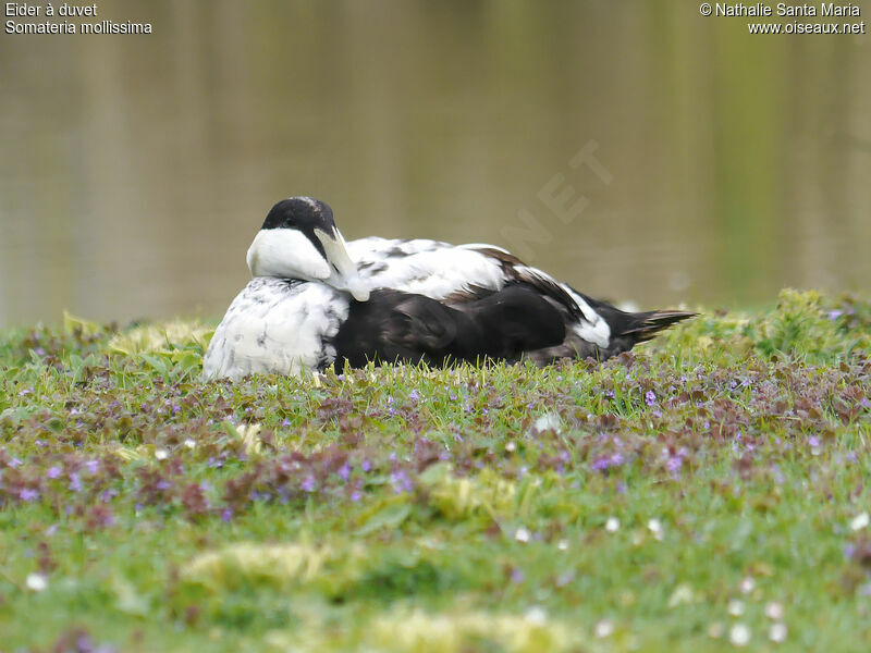 Common Eider male First year