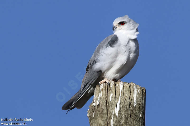 Élanion blancadulte, identification