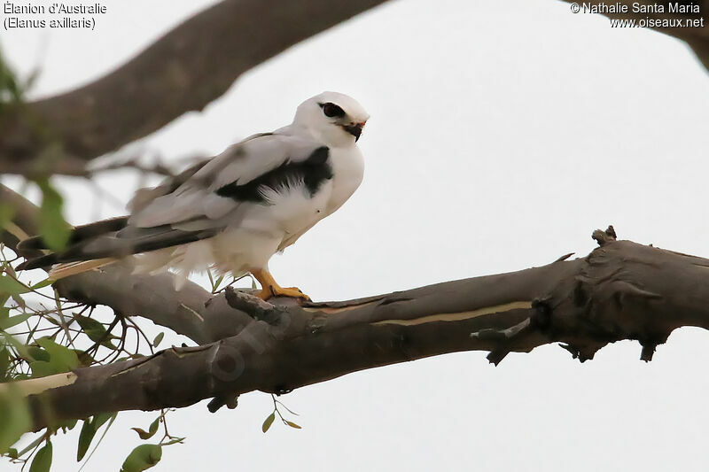 Élanion d'Australieadulte, identification