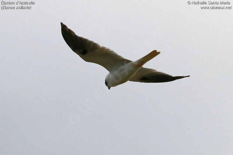 Black-shouldered Kiteadult, Flight