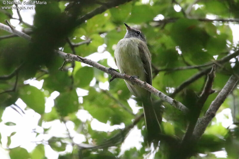 Élénie verdâtreadulte, identification