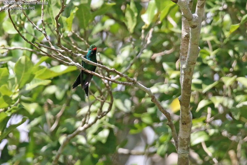 Émeraude de Canivet mâle adulte, identification