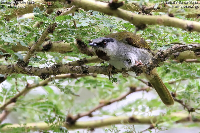 Grey-capped Warbleradult, identification, habitat, Behaviour