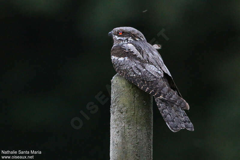 European Nightjar male adult, fishing/hunting, Behaviour