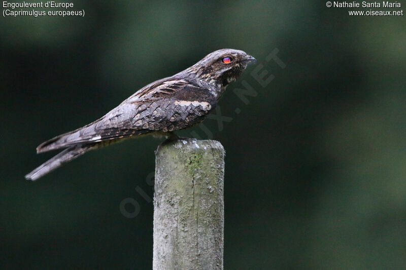 European Nightjaradult, identification, fishing/hunting, Behaviour