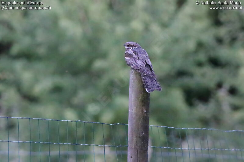 European Nightjar male adult, habitat