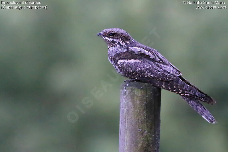 European Nightjar male adult, identification