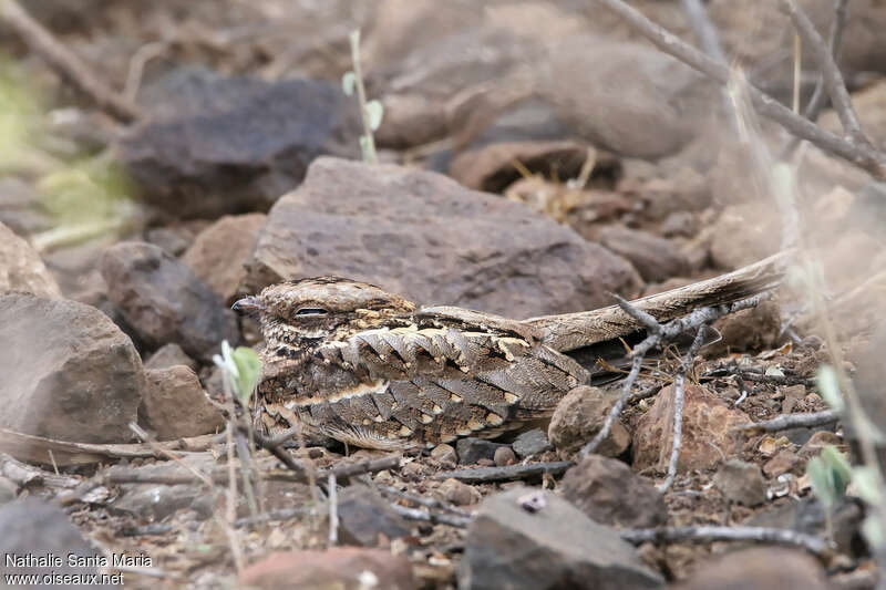 Engoulevent de Reichenowadulte, habitat, camouflage, pigmentation