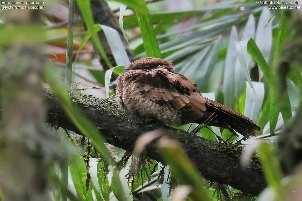 Engoulevent pauraquéadulte, identification