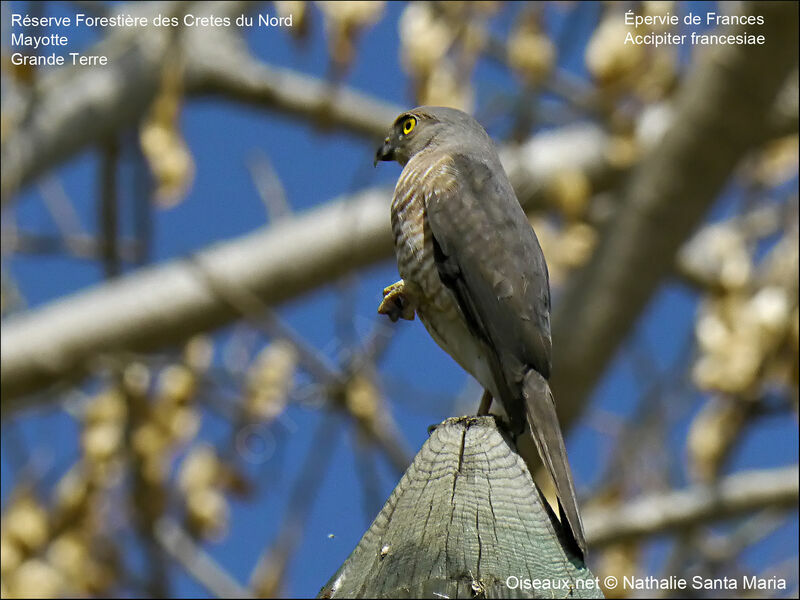 Frances's Sparrowhawk male adult, identification, Behaviour