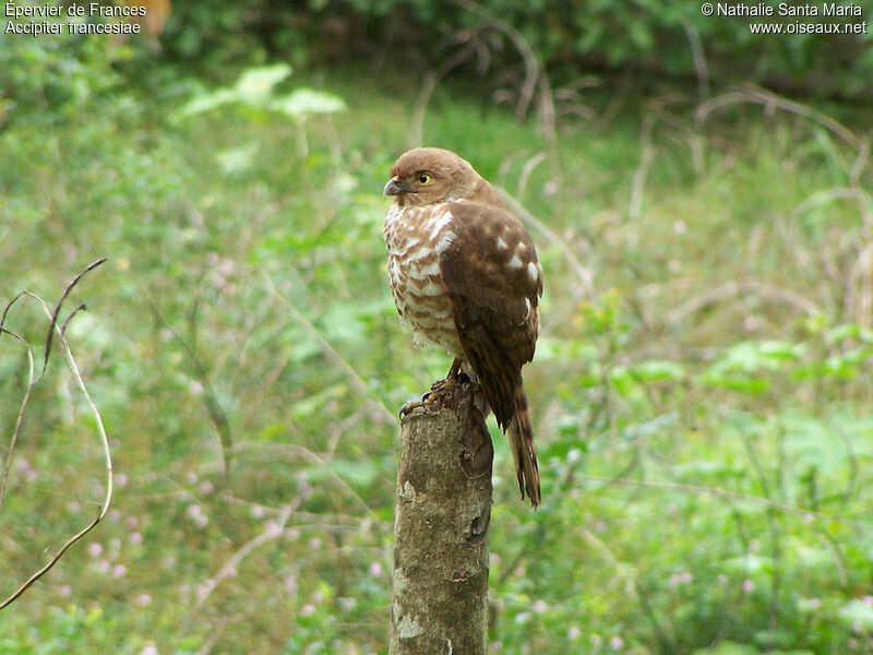 Épervier de Frances femelle adulte, identification, habitat, Comportement