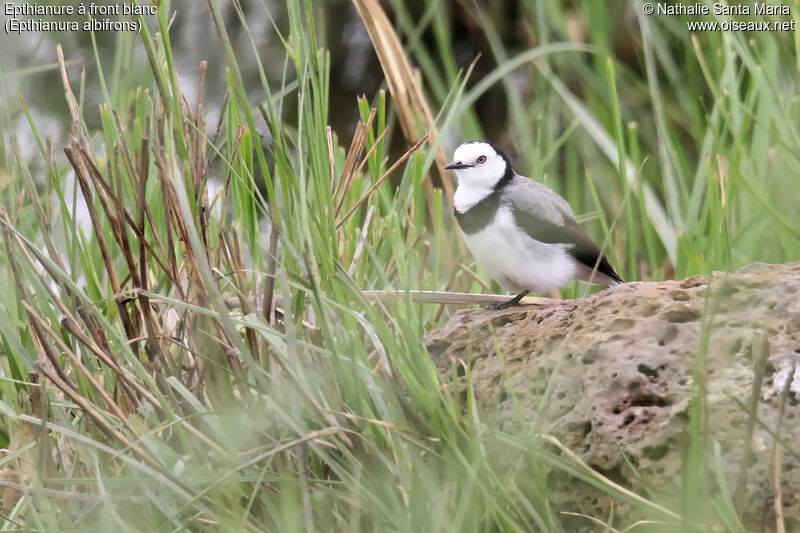 White-fronted Chat male adult, identification