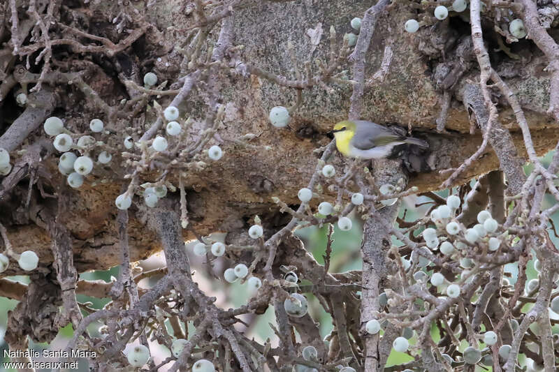 Érémomèle à calotte verteadulte, identification