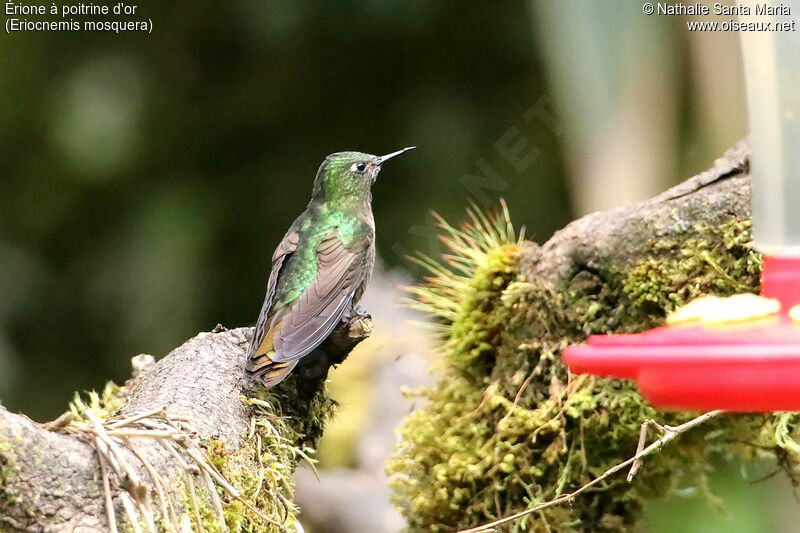 Golden-breasted Pufflegadult, identification