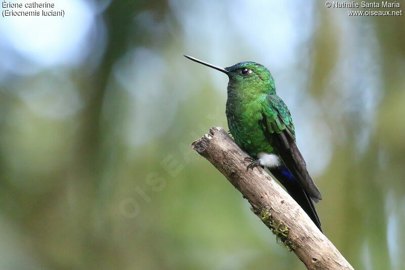 Sapphire-vented Pufflegadult, identification