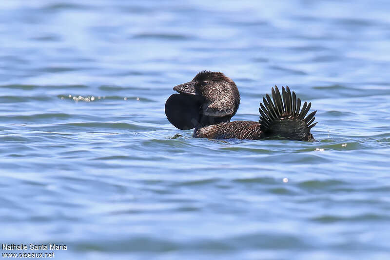 Érismature à barbillons mâle adulte nuptial, identification