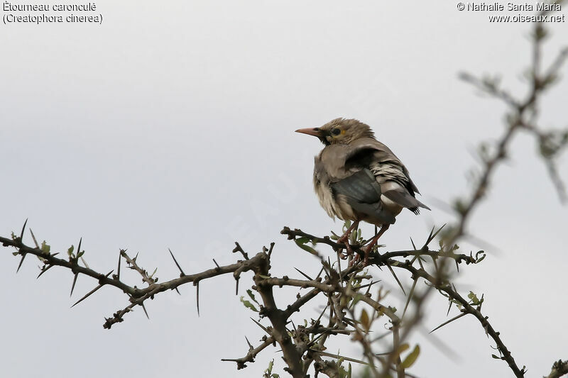 Wattled Starlingadult post breeding, identification