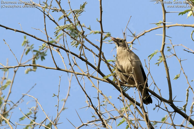 Étourneau caronculé, habitat