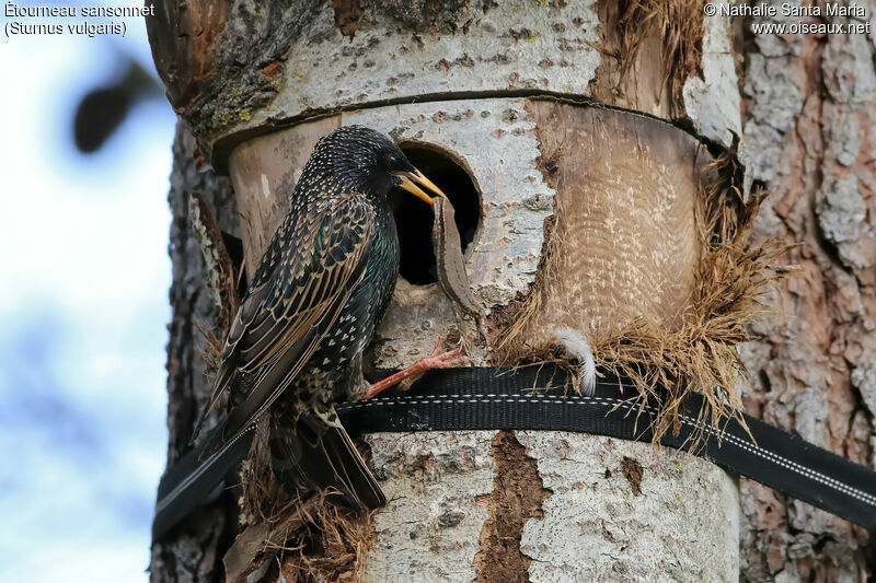 Étourneau sansonnetadulte nuptial, identification, régime, Nidification