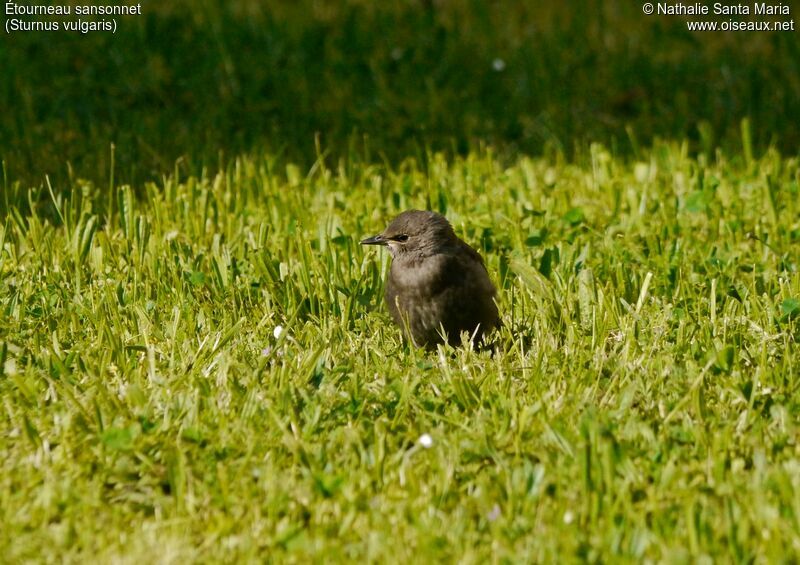 Common Starlingjuvenile, identification, habitat, Behaviour