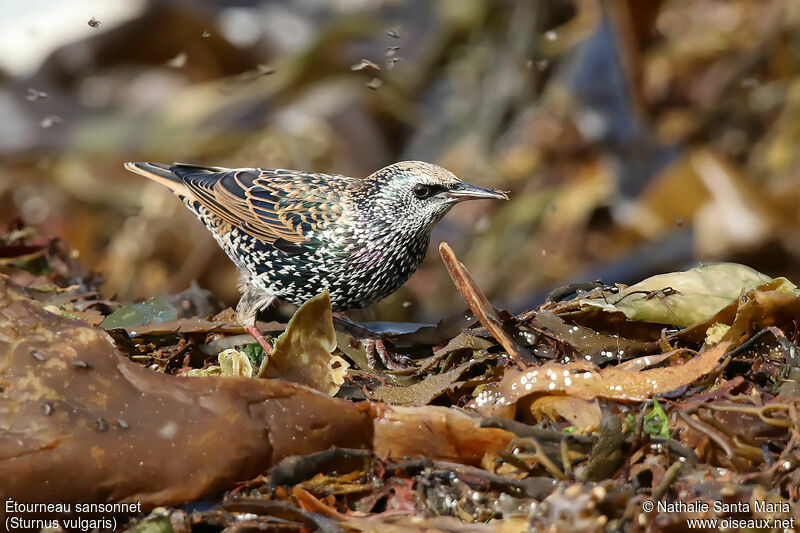 Common Starlingadult, identification, feeding habits