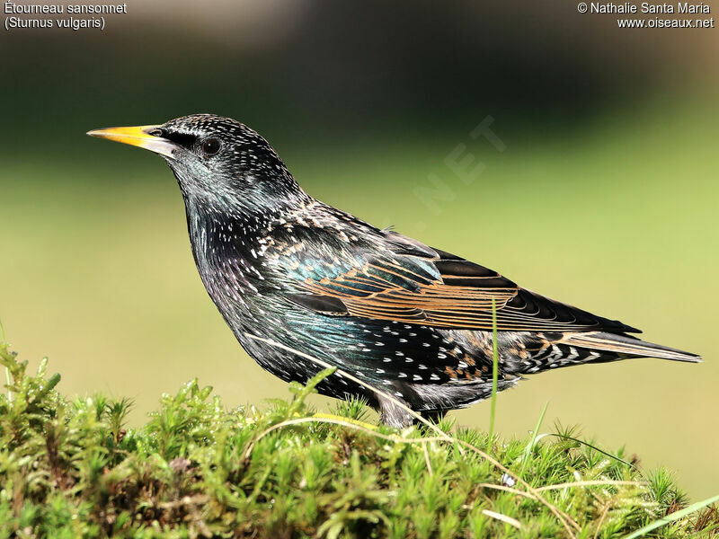 Common Starlingadult, identification, Behaviour