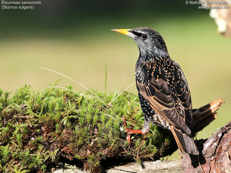 Common Starlingadult, identification, Behaviour