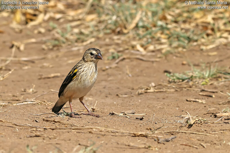 Euplecte à croupion jaune mâle adulte internuptial, identification, habitat