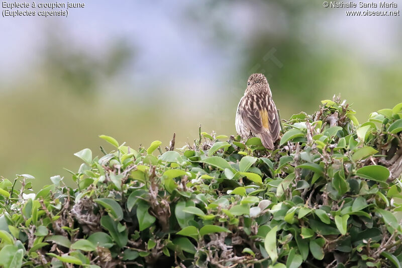 Yellow Bishop female adult, habitat