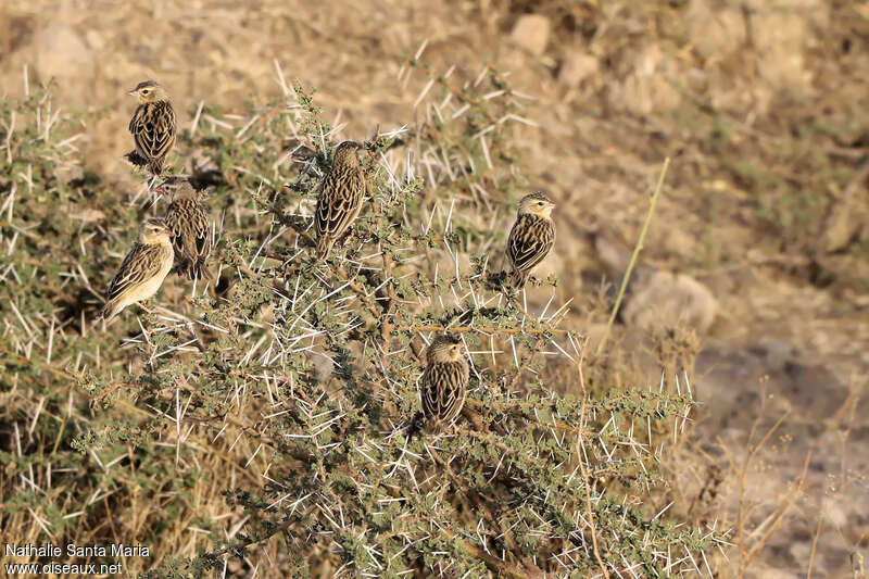 Northern Red Bishop, habitat, camouflage, pigmentation, Behaviour