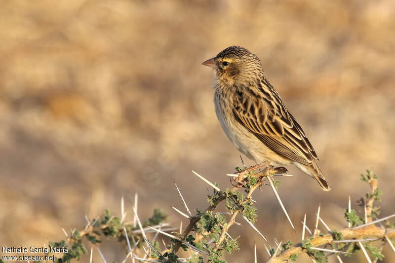 Euplecte franciscain femelle adulte, identification