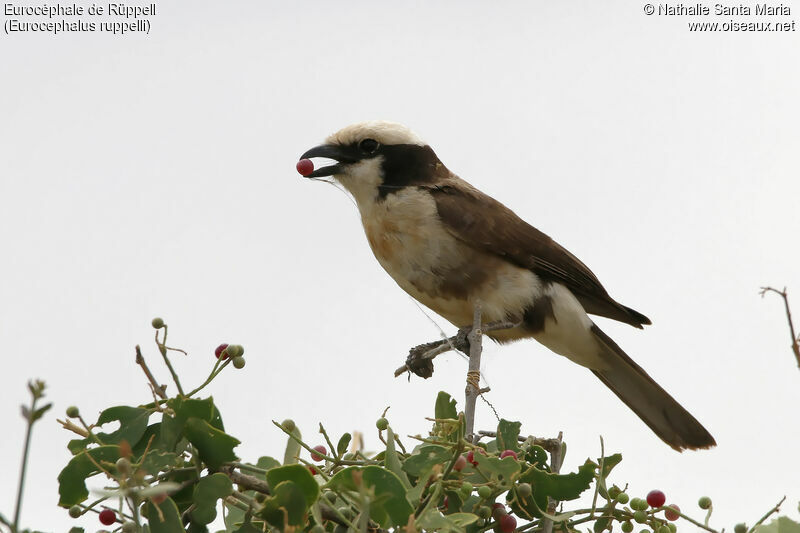 Eurocéphale de Rüppelladulte, identification, régime, mange