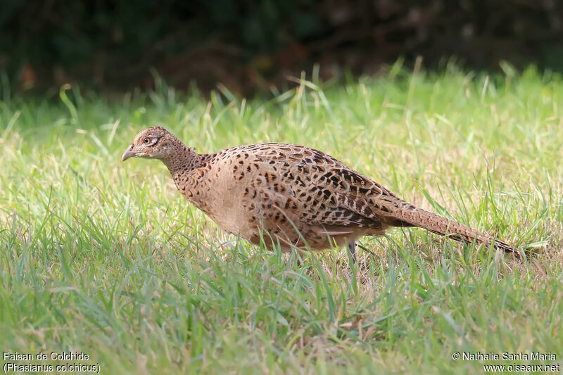 Common Pheasant female, identification, walking