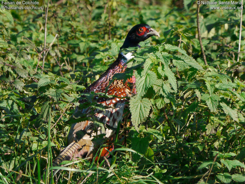 Faisan de Colchide mâle adulte, identification, habitat, Comportement